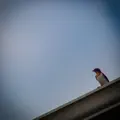 Talking Back