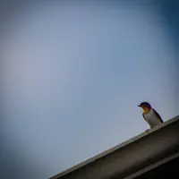 carpe diem — Talking Backwards