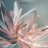 Glass Petals