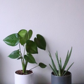 adore (feat. solr) ov