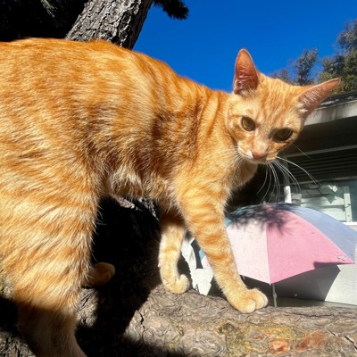 beenl00king (feat. YungDrape) - Single