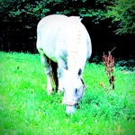 Firebug Invasion! - 3am again