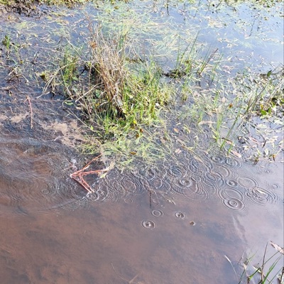 Monedas (Acústica) [feat. Carlos Chaouen] - Single