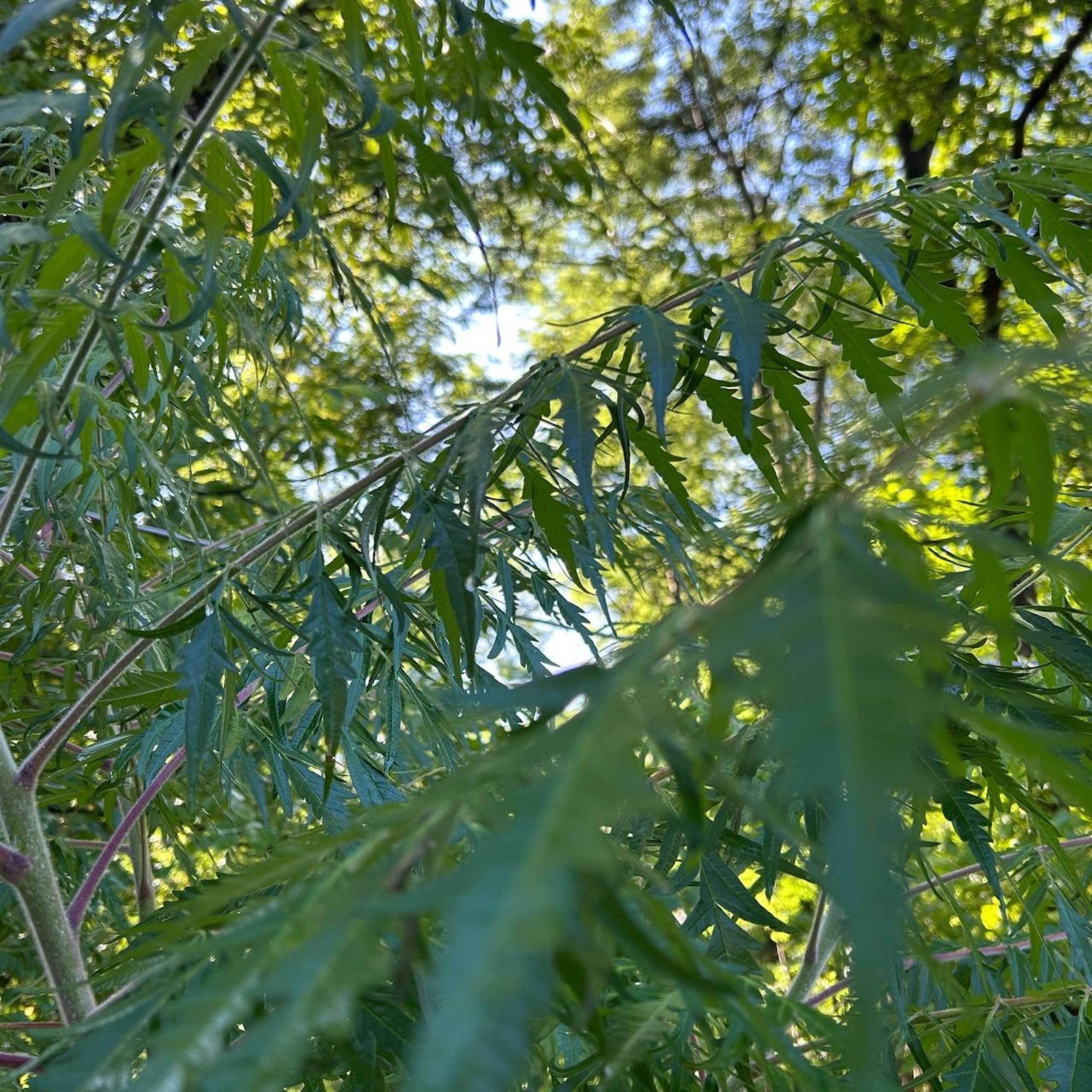 Solar Circuit - Single