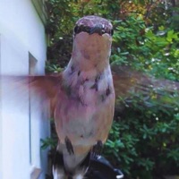 Dub C Hummingbird (Live at Turkshead) (feat. Grant Calvin Weston, Timothy Ragsdale, Lee Clarke & Max Ilan Hoenig) [Live] - Single - Paul Giess