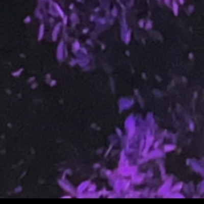 MyOppsTurnedOutToBePussies - Single