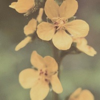 Inkling - Single - Go Outside