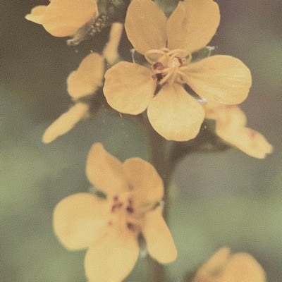 Inkling - Single