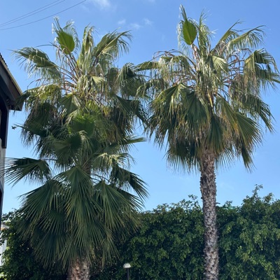 You already know whats up (feat. Bankhead Polo) - Single