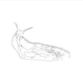 Slug Song The Boland Underground