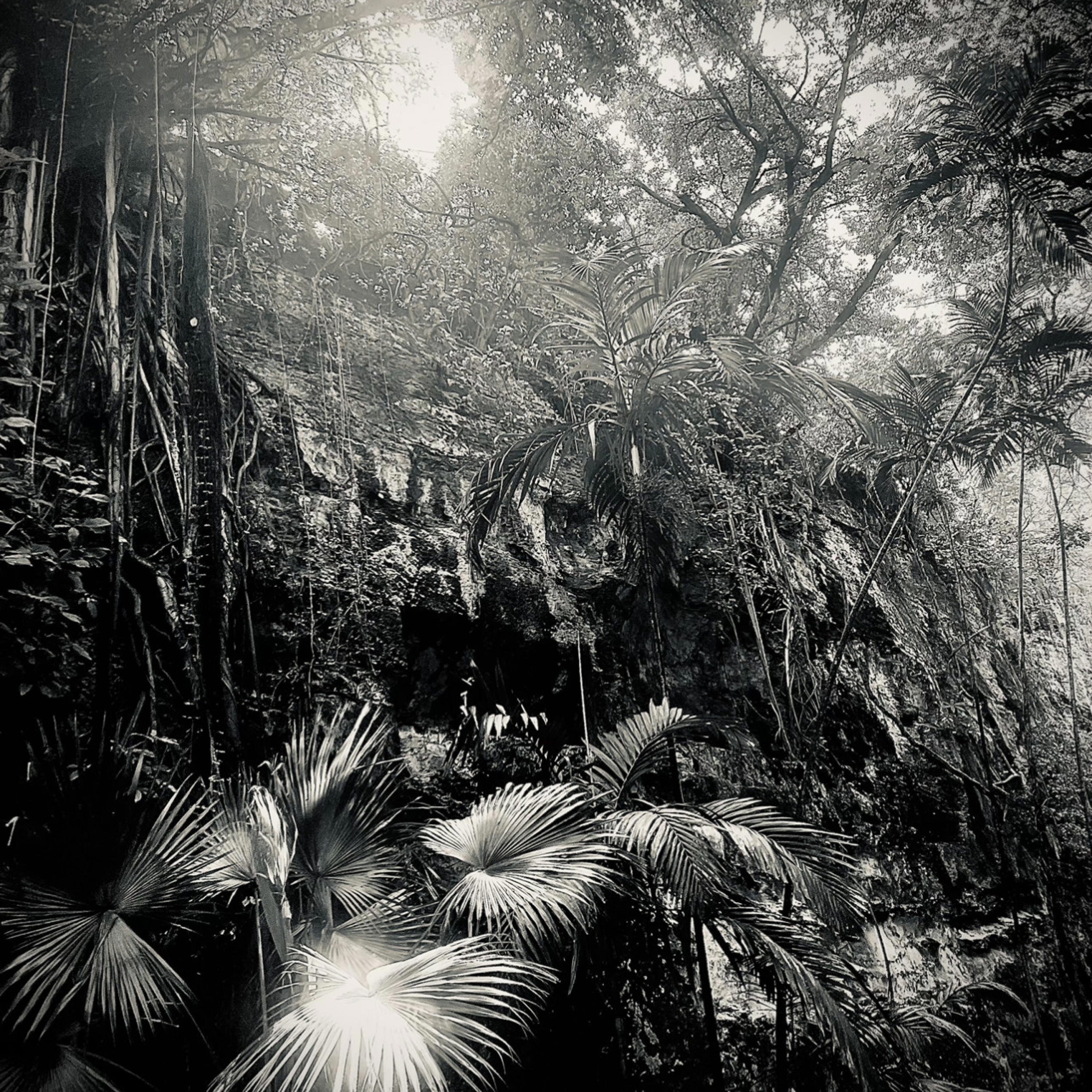 drop - Author Sharon Ray