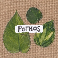 Growing Boys - Pothos