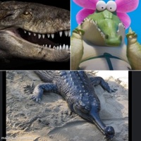 CROC SWAMP SWAMP CROC!!!!!! (feat. Croc C**k, Bom Bam Swamp & LIL FIN) - Single - GreaseTrapSatan