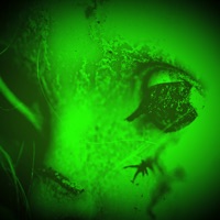 Goodnight, not Goodbye - Astral Forest