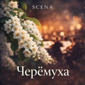 Черёмуха