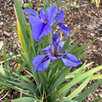 Greener - Single - Mr.Meister