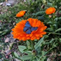 transformo, em flores, espinhos cerrados - EP - COPA