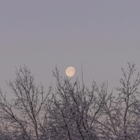 Snowfall - Single - herman.