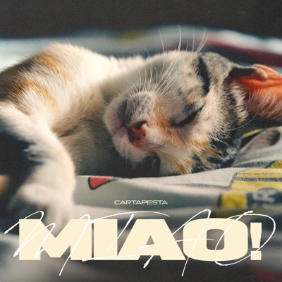 Miao! - Cartapesta