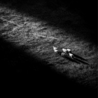 empirical - Single - Aable