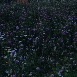 Summer Evening Sxpl & enchanter