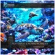 Marine Jakhira Remix Single