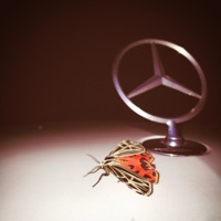 nostalgic ambience - Single - Willie Boy