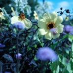 Bloom - Single