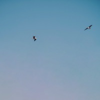 С тобой - Single - Миха Гам & Alex Alta