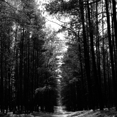 Black Forest