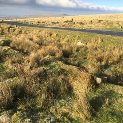 Wheal Jenny (feat. Ant Cook) - Single