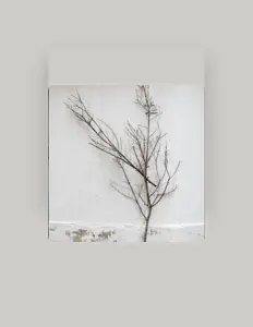 聆聽 FFazo、觀看音樂影片、閱讀小傳、查看巡演日期等！