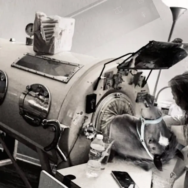 Coverart schubidoobie, attrappe  - Schlau und dumm