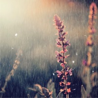 Blossom Rain - Single - DeTuned Café & NNIK