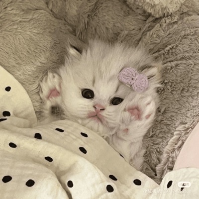 Song - Go Kitty Go Ttversion - Mint