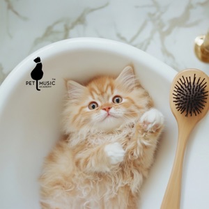 Spa for Cats: Feline Relaxation and Anxiety Relief