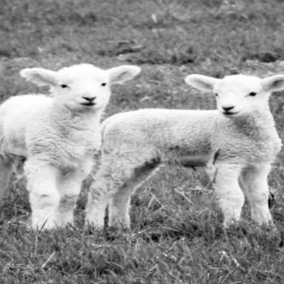 haide la terasa (feat. 986dxvid, kimchi.mp3 & DJ PEDOPHILE) - Single