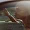 Carisma - Amir Nazari lyrics