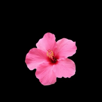 BLOOM. - EP