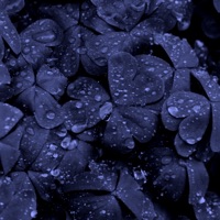 ирландец - Single - антон зацепер & приступ (сердечный)