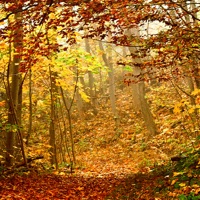 Descending Leaves - Single - SamTheDawn