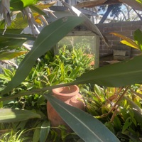 Pura Vida - Single - bleach.bath