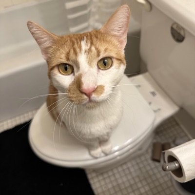 ima eat some tacos lol - Single