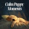 Initial Pulse of Peace - Dog Sleep Academy lyrics