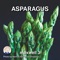 Asparagus - maxwell 3 lyrics