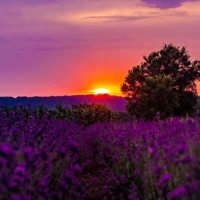 Lavender - Single - Yukidomari