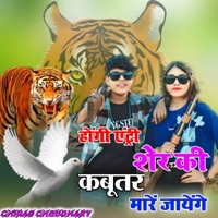 Hogi Entery Sher Ki Kabutar Mare Jayge - Single - Chirag choudhary