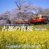 Evening Cherry Blossoms in the Ancient Capital (feat. Mami Goto, Motonori Miura & Echoes of Asia) - Single