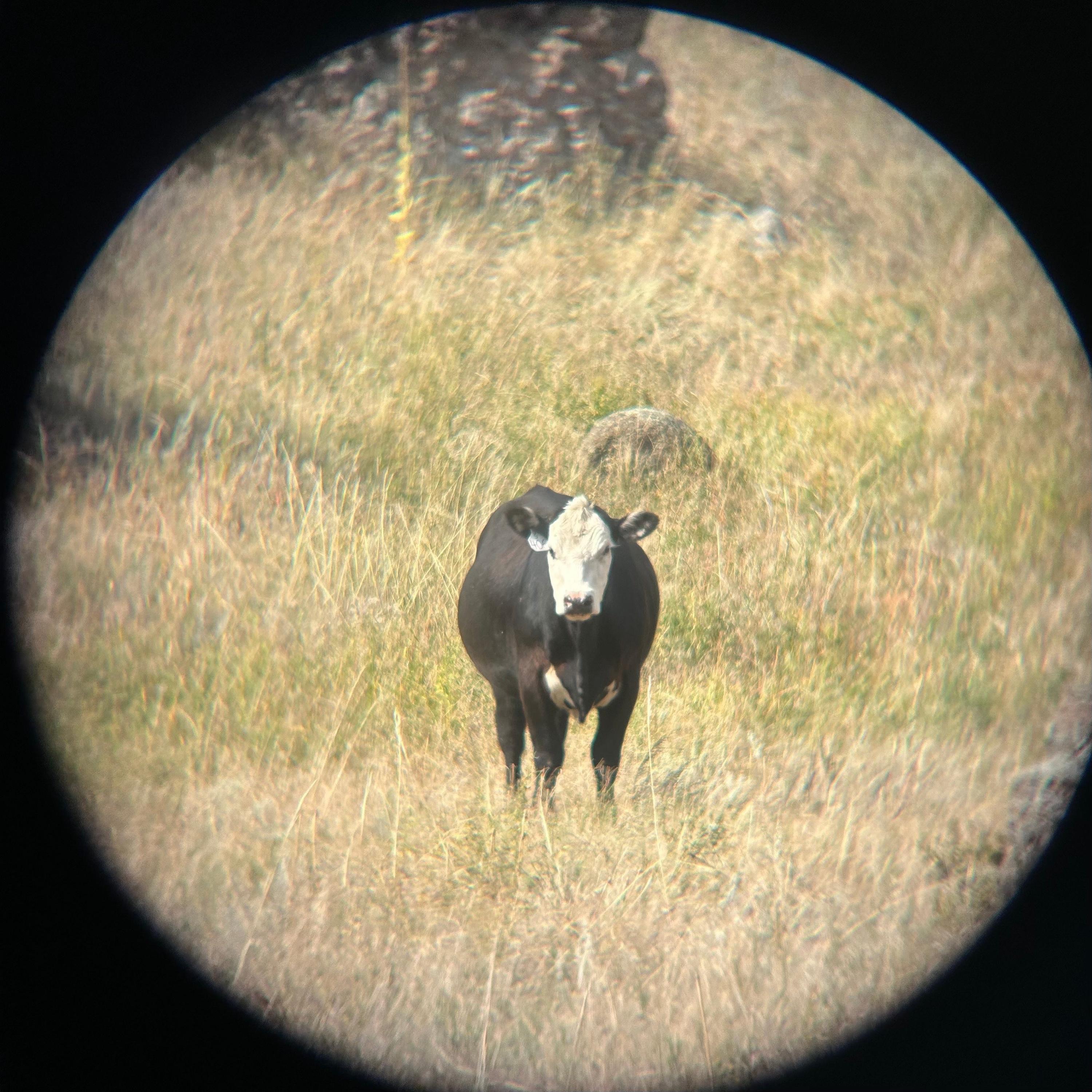 Cowboy Song - Single