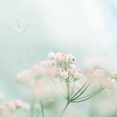 Flowery - Single